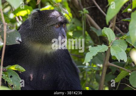 Joli singe bleu haut sur la branche d'arbre dans le parc national d'Arusha, Tanzanie. Banque D'Images