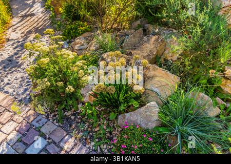 Arrière-cour ou patio avec un aménagement paysager fantastique avec des plantes résistantes à la sécheresse Banque D'Images