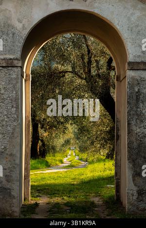 Olivenbäume durch den Torbogen. Ein Blick auf einen Olivenhain durch einen Torbogen in einen ummauerten Garten in Bellagio am Comer See in Italien. Banque D'Images