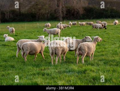 Moutons pâturant paisiblement dans un enclos clôturé sur de l'herbe verte. Scène transmet l'atmosphère de l'agriculture et des soins pour les animaux. Convient pour les thèmes de l'agriculture, e Banque D'Images