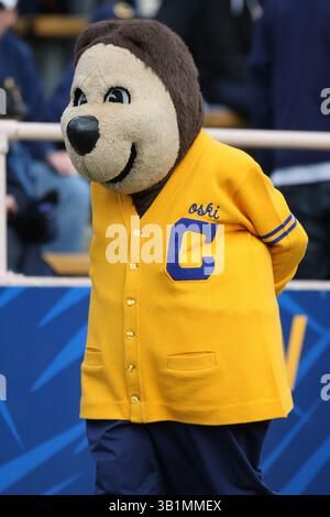 20 novembre 2010 : Oski, mascotte des Golden Bears de Californie, se promène sur la touche lors d'un match de football contre le Cardinal de Stanford. Le Cardinal de Stanford a battu les Golden Bears de Californie 48-14 lors du 113e « Big Game » annuel au Memorial Stadium de Berkeley, EN CALIFORNIE. (Crédit image : © Chris Talley/Cal Sport Media/ZUMAPRESS.com) Banque D'Images