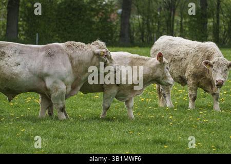Trois vaches paissant et interagissant paisiblement dans un environnement verdoyant, weseke, muensterland, allemagne Banque D'Images
