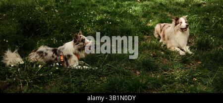 Deux merle Border Collies sont allongés sur l'herbe dans une clairière paisible, entourés de fleurs sauvages et de grands arbres. Une maman printanière calme et ensoleillée Banque D'Images