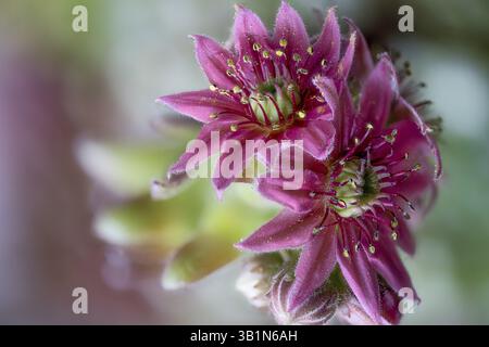 Cultivar Sempervivum en fleurs (Crassulaceae), rosette houseleek avec enfants, gros plan Banque D'Images