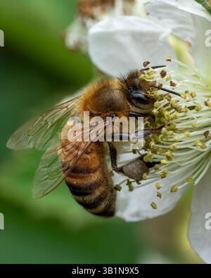 Une abeille recueille le pollen d'une fleur de mûre blanche en gros plan, mettant en valeur le travail complexe de l'insecte dans la pollinisation. Banque D'Images