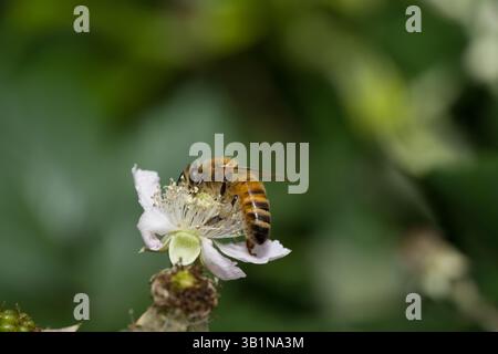 Une abeille recueille le pollen d'une délicate fleur de mûre blanche, son corps flou saupoudré de grains dorés sur un fond vert doux. Banque D'Images