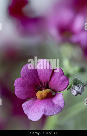 Hybride Nemesia rose, floraison, gros plan Banque D'Images