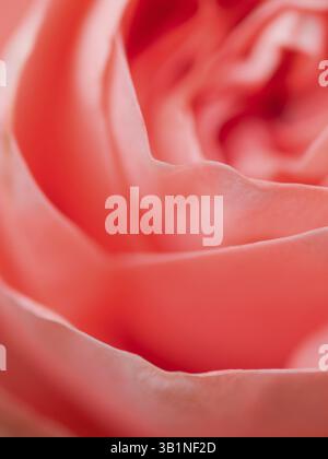 Plan macro abstrait de belle fleur rose. Fond floral avec mise au point sélective douce, faible profondeur de champ Banque D'Images