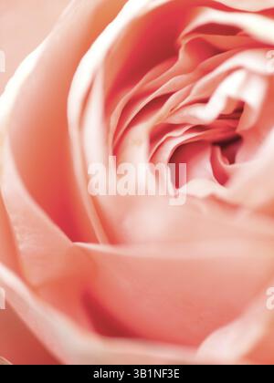 Plan macro abstrait de belle fleur rose. Fond floral avec mise au point sélective douce, faible profondeur de champ Banque D'Images