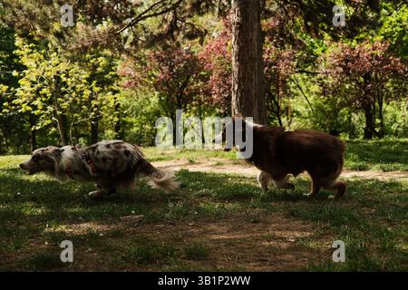 Berger australien brun et merle Border Collie rouge traversant un parc printanier ensoleillé, plein d'énergie et de joie, entouré d'arbres printaniers en fleurs Banque D'Images