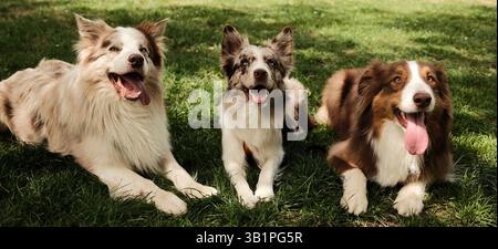 Trois chiens heureux - Berger australien brun et deux rouges merle Border Collies couchés côte à côte sur l'herbe verte dans le parc d'été, regardant avec joyeux ex Banque D'Images