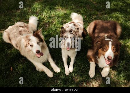 Trois chiens heureux - Berger australien brun et deux merle Border Collies rouges couchés côte à côte sur l'herbe verte dans le parc d'été, levant les yeux avec joie Banque D'Images