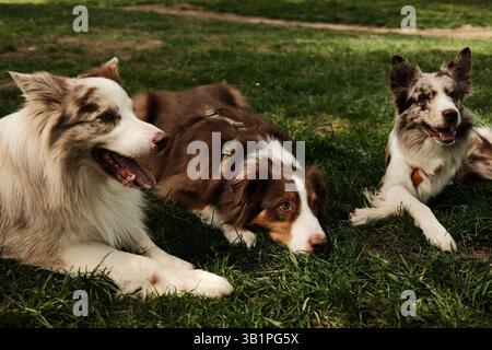 Trois chiens heureux - Berger australien brun et deux rouges merle Border Collies couchés côte à côte sur l'herbe verte dans le parc d'été, regardant avec exp joyeux Banque D'Images