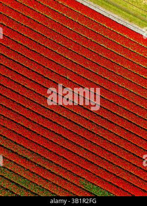 Une vue aérienne époustouflante des champs de tulipes en fleurs, avec des rangées horizontales parfaitement alignées de rouge et de vert vif créant un motif rayé captivant Banque D'Images