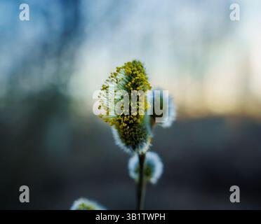 Vue macro détaillée d'un saule jaune et blanc catkin en fleur, se démarquant sur un fond bokeh lisse et naturel. Banque D'Images