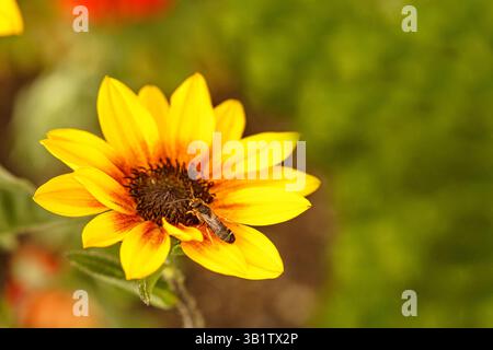 Zwergsonnenblume mit Honigbiene Banque D'Images