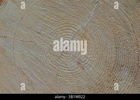 Gros plan de la coupe transversale du tronc d'arbre avec des anneaux de croissance visibles Banque D'Images