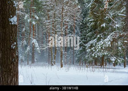 Forêt enneigée avec de la brume parmi les pins et les bouleaux en hiver Banque D'Images