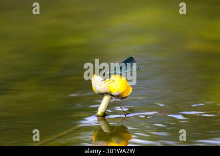 La libellule bleue est assise sur un Nuphar lutea gros plan Banque D'Images