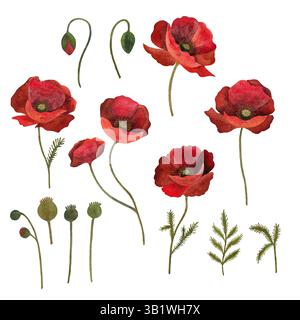 Fleur botanique florale de coquelicot rouge. Elément isolé d'illustration de coquelicot. Coquelicot rouge en technique aquarelle, pétillant avec des pétales brillants. Coquelicot rouge flo Banque D'Images