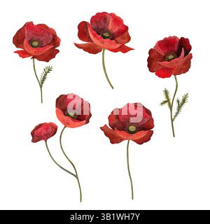 Fleur botanique florale de coquelicot rouge. Elément isolé d'illustration de coquelicot. Coquelicot rouge en technique aquarelle, pétillant avec des pétales brillants. Coquelicot rouge flo Banque D'Images