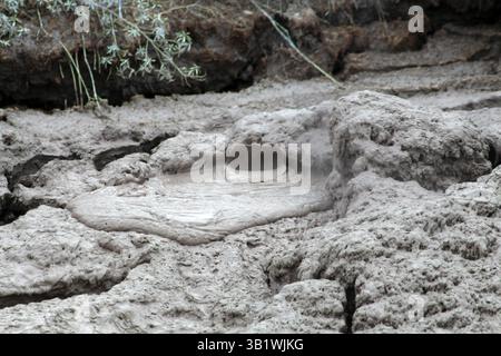 Fontaine de boue, dans les bassins de boue à te Puia, vallée thermale de Whakarewarewa , Roturora, Île du Nord, Nouvelle-Zélande Banque D'Images