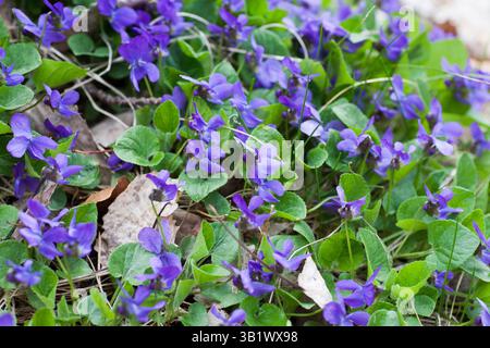 VIOLA ODORATA bois violet Banque D'Images