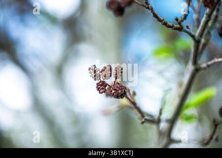 Une photographie détaillée en gros plan capturant la beauté d'Alnus glutinosa, communément appelé aulne commun. L'image se concentre sur les textures uniques o Banque D'Images