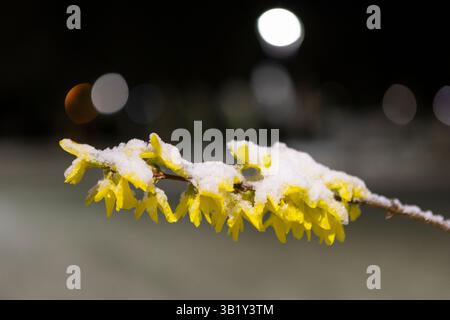 Un buisson enneigé de fleurs de forsythia jaunes éclatantes se distingue par le froid, mêlant le gel des hivers aux premiers signes du printemps dans un tourbillon Banque D'Images