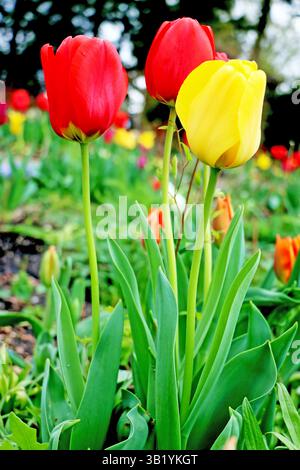 Une vue rapprochée des tulipes en pleine floraison, mettant en valeur leurs couleurs vives. L'image montre des tulipes rouges et jaunes debout dans le feuillage vert Banque D'Images