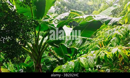 Dumaguete Philippines. Gros plan sur le feuillage de la forêt tropicale humide un jour de pluie. Banque D'Images