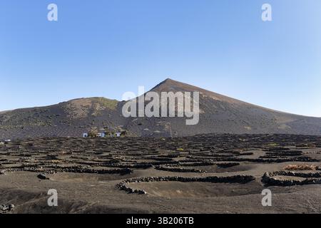 Viticulture, cendres volcaniques noires, Picon, gravier de lave, montagnes volcaniques, la Geria, Lanzarote, Îles Canaries, Espagne, Europe Banque D'Images