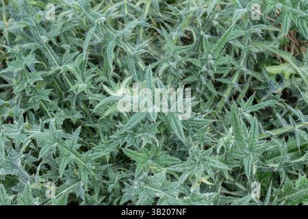 Feuillage de chardon spineux (Cirsium vulgare). Banque D'Images
