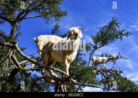 Arganes et chèvres sur le chemin entre Marrakech et Essaouira au Maroc. L'huile d'argan est produite en utilisant les graines des arbres, et l'huile est Banque D'Images