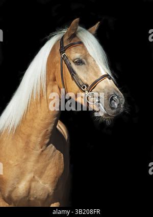 Portrait de palomino poney gallois sur fond noir Banque D'Images