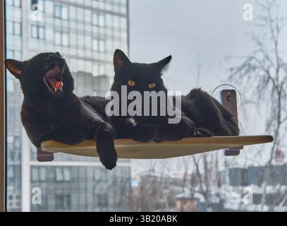 Deux chats noirs se relaxant sur hamac de fenêtre avec fond urbain Banque D'Images