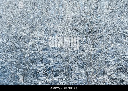 Branches enneigées d'un buisson en hiver pierre bleu clair fond de journée ensoleillée Banque D'Images