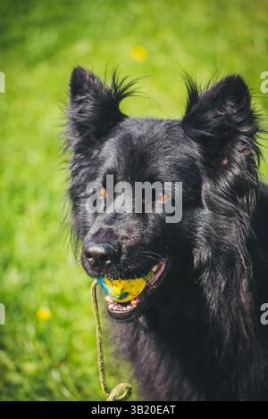 Altdeutscher Schäferhund (vieux berger allemand) Banque D'Images