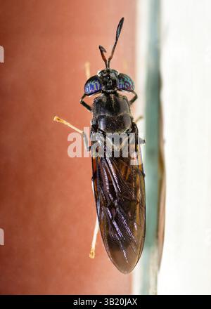 Vue de dessus de Black Soldier Fly, Hermetia illucens Banque D'Images