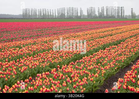 De nombreuses tulipes colorées sur les champs au printemps. Les tulipes sont cultivées en rangées par variété. Plantation de tulipes. Banque D'Images