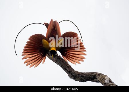 Oiseau de paradis rouge, Paradisaea rubra, sur un arbre, ailes déployées, île Gam, Raja Ampat, indonésie Banque D'Images