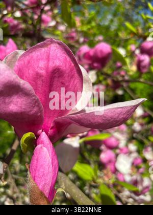 grandes fleurs verticales, roses, magenta du magnolia, gros plan Banque D'Images