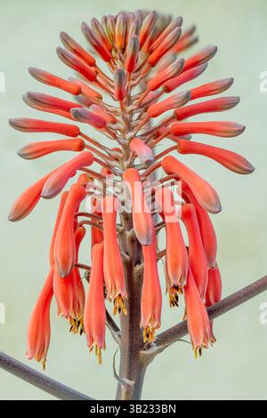 Vue rapprochée d'une fleur d'aloe vera Banque D'Images