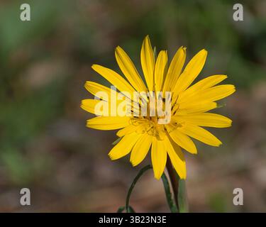 Gros plan d'une barbe de chèvre jaune (Tragopogon pratensis) en fleurs, montrant ses pétales radiaux brillants et ses détails floraux fins. Photo de Hugo Emanuel Banque D'Images