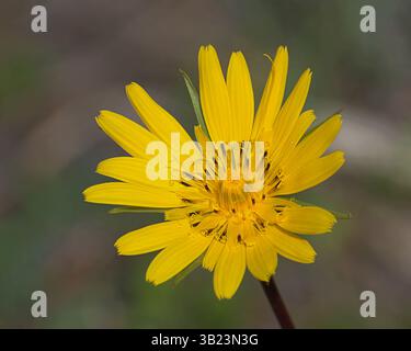 Gros plan d'une barbe de chèvre jaune (Tragopogon pratensis) en fleurs, montrant ses pétales radiaux brillants et ses détails floraux fins. Photo de Hugo Emanuel Banque D'Images