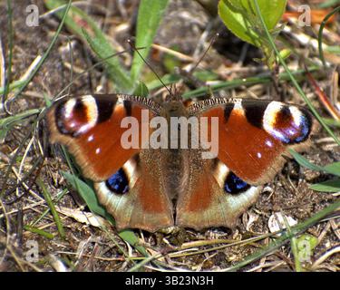 Papillon Peacock européen (Aglais io) se prélassant au soleil avec ses ailes à œil saisissantes ouvertes en grand, se fondant parfaitement dans le floo forestier herbeux Banque D'Images
