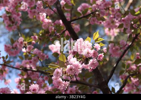 Sakura en pleine floraison. Belles fleurs de sakura rose avec mise au point douce. Gros plan sur les fleurs. Fond de printemps. Arbre sakura en fleurs dans le parc Banque D'Images