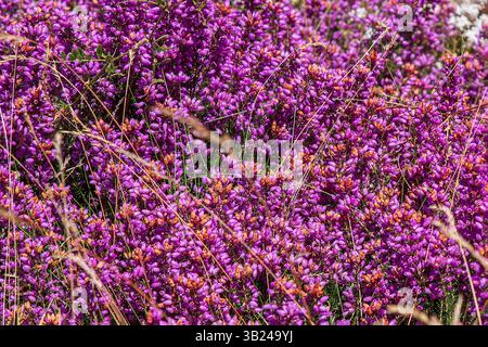 Texture de fleurs mauves de bruyère sous le soleil Banque D'Images