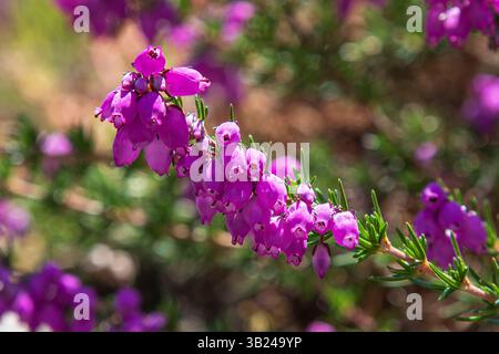 Macro d'une branche de fleurs de bruyère mauve au soleil Banque D'Images