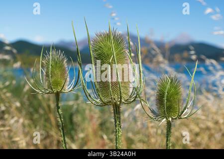Chevalet (Dipsacus fullonum), chardon sauvage dans un pré au printemps Banque D'Images
